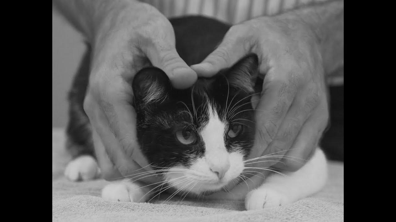 Learn how to choose up a cat like a professional – Vet recommendation on cat handling.