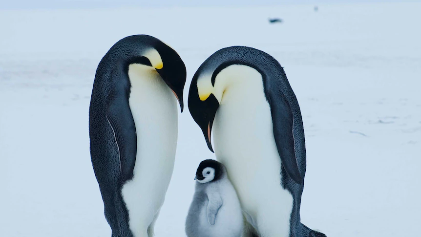 Emperor penguin at serious threat of extinction attributable to climate change