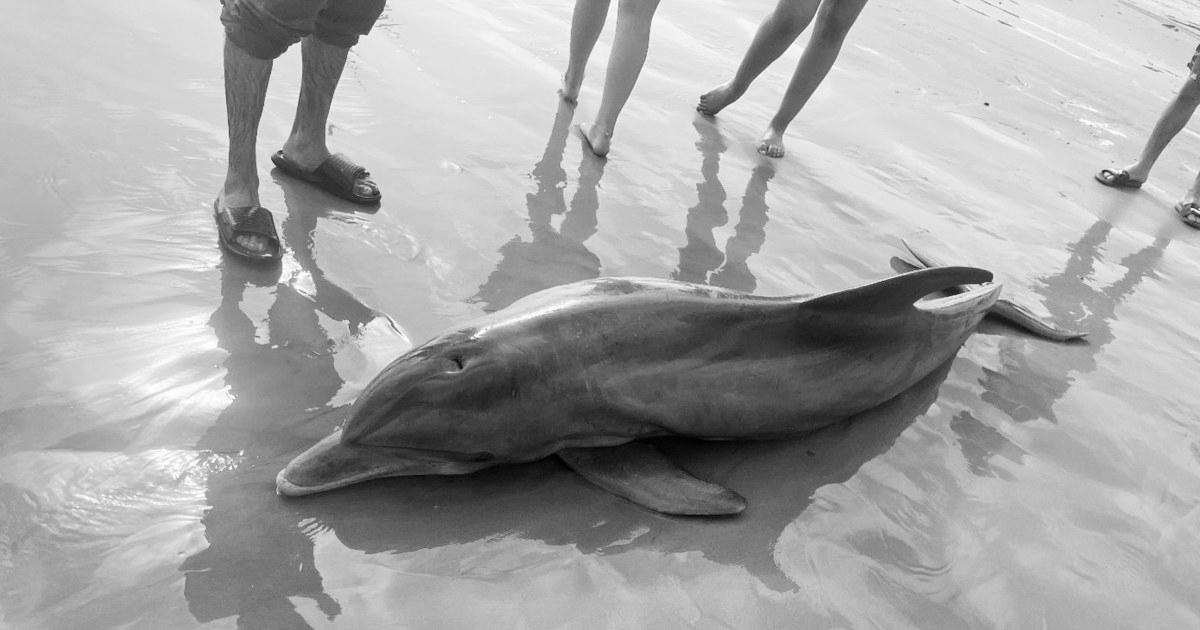 Rewards supplied after dolphin ‘harassed to loss of life’ on Texas beach, one other impaled in Florida