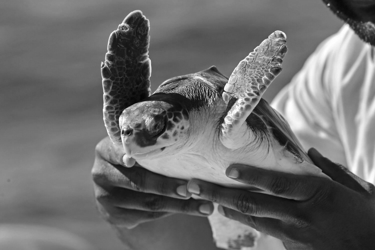 Endangered sea turtle nest discovered at Galveston Island State Park for the first time in a decade – Houston Public Media