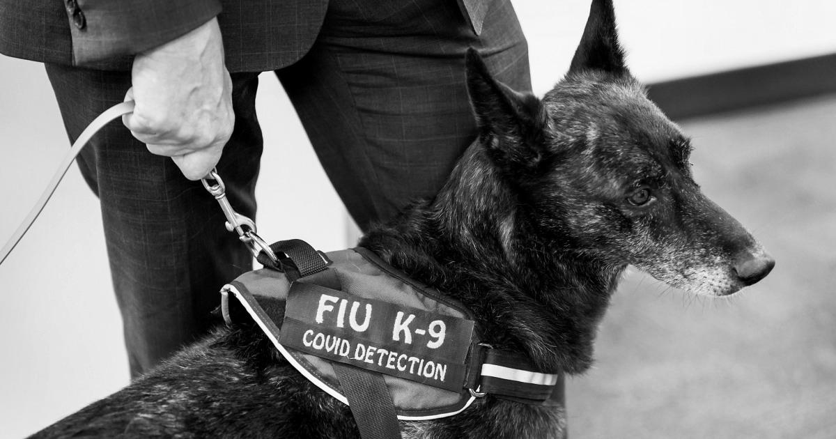 Dogs can detect Covid with excessive accuracy, even asymptomatic instances