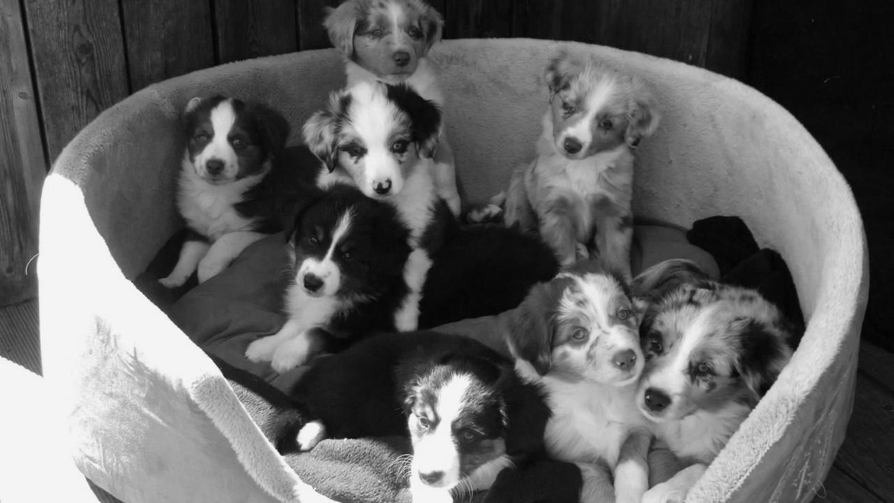 Snowleaf Miniature Australian Shepherds Lala and Website positioning making babies